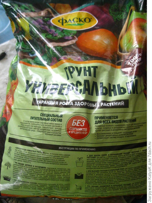 василиса