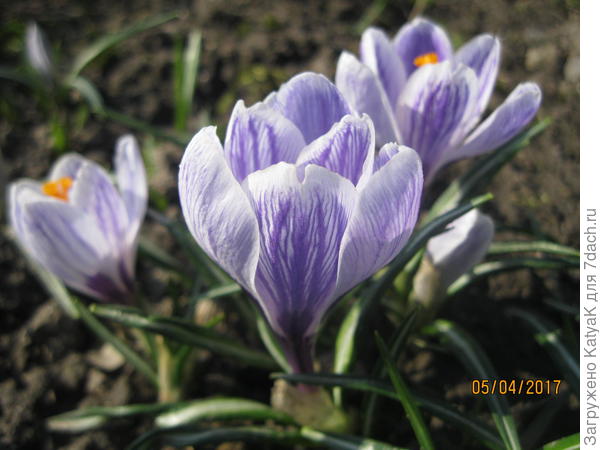крокусы