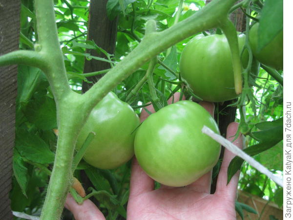Борьба с фитофторой на помидорах: самые эффективные средства