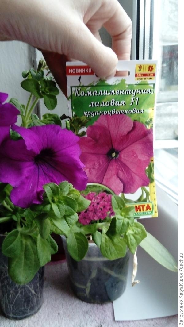 комплиментуния лиловая