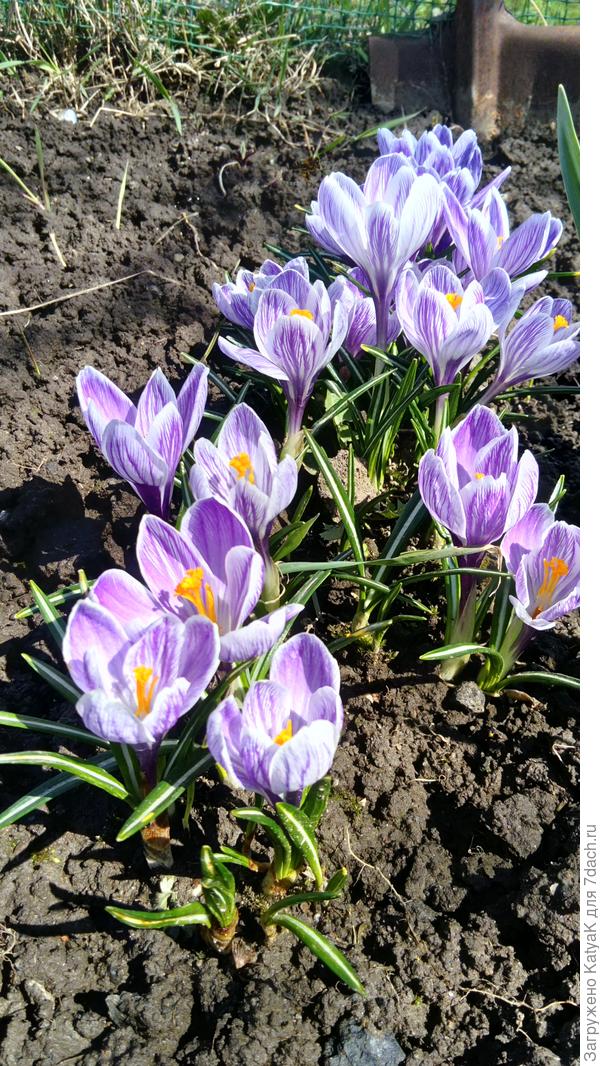 крокусы