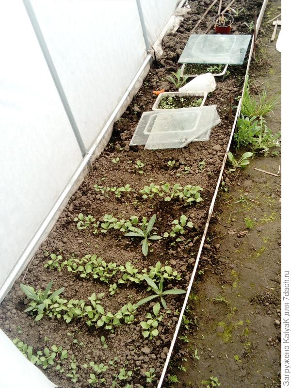 редисочка посажена и цветочки на рассаду