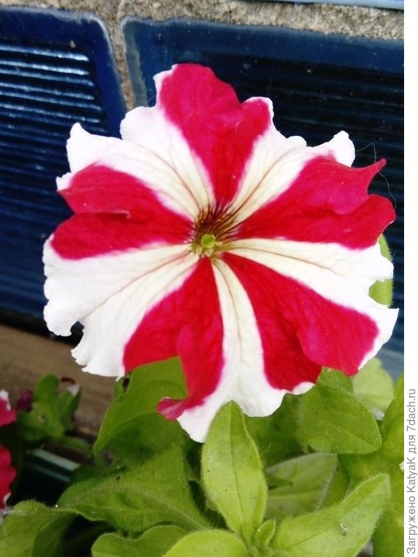 Идеально, как с картинки