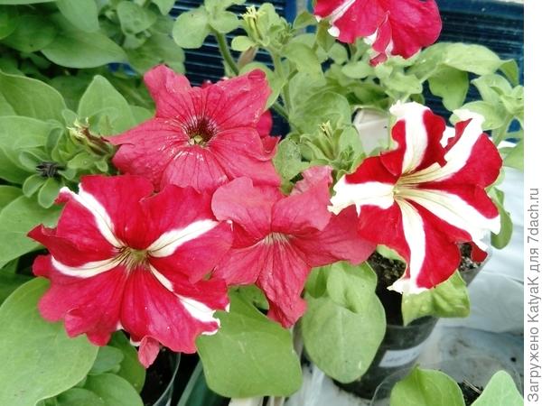 это одно растение