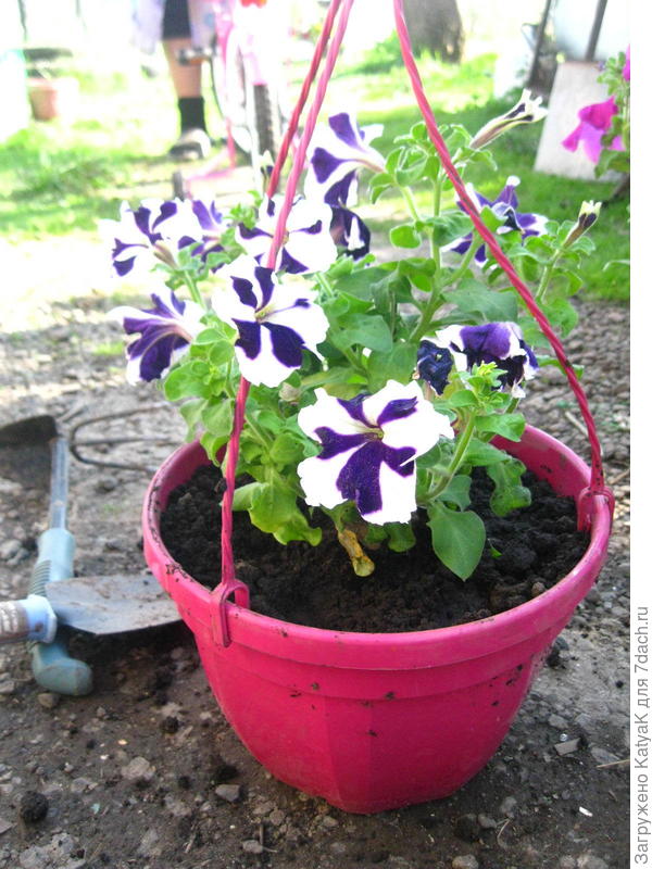 2 мая, в день пересадки, а сейчас вообще весь в цвету))