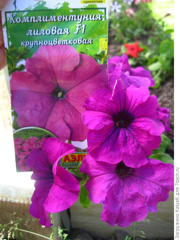 В реале цветок очень яркий, а на этикетке розовый