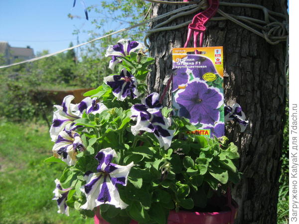 Такая разная Татьяна