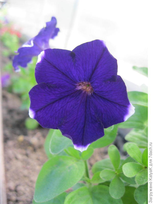 Такая разная Татьяна