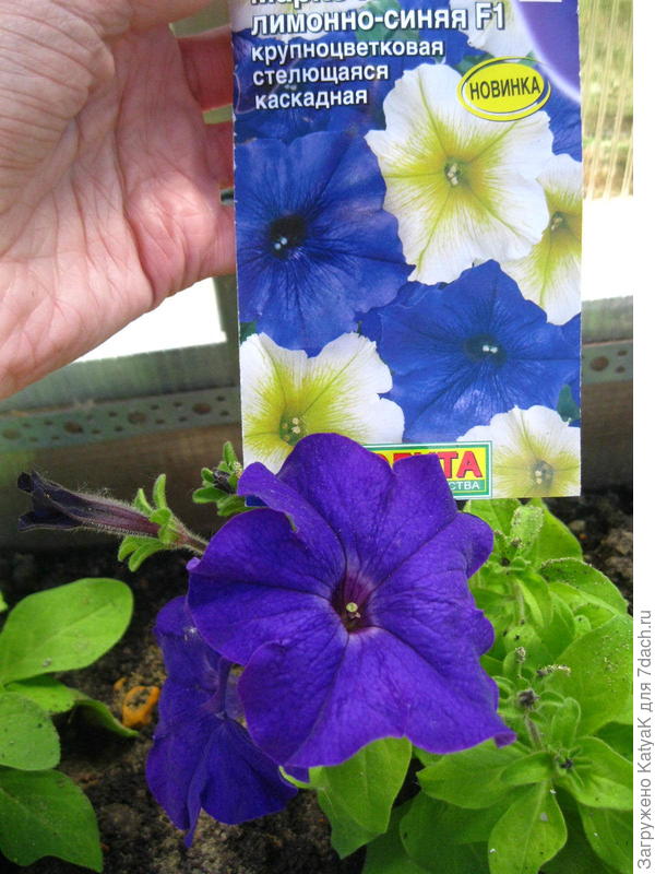 Марко поло лимонно синяя, фото не передало реальный цвет у цветочков насыщенно фиолетовый