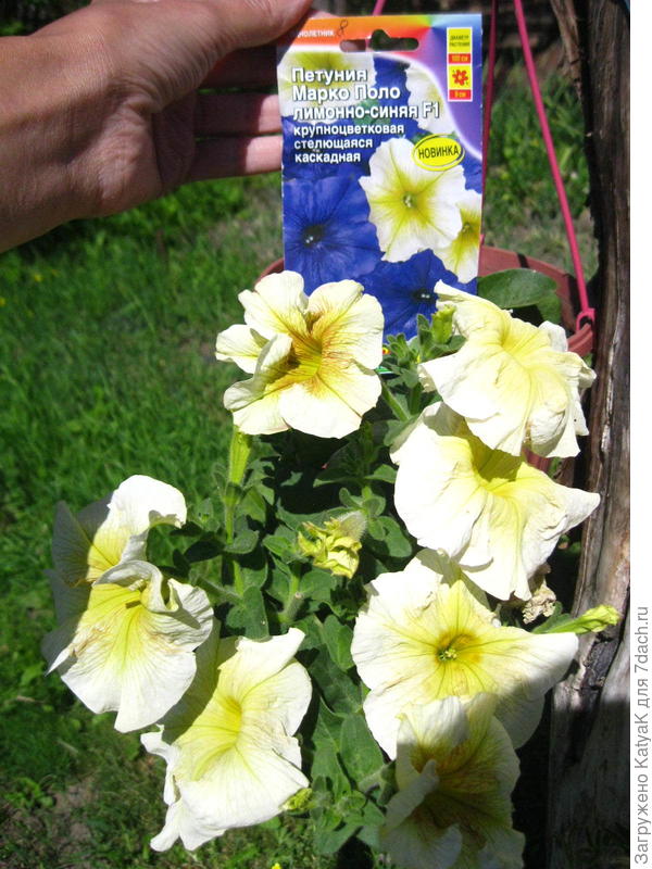 а лимонные соответствуют