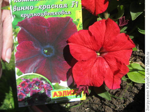 Компиментуния Винно красная