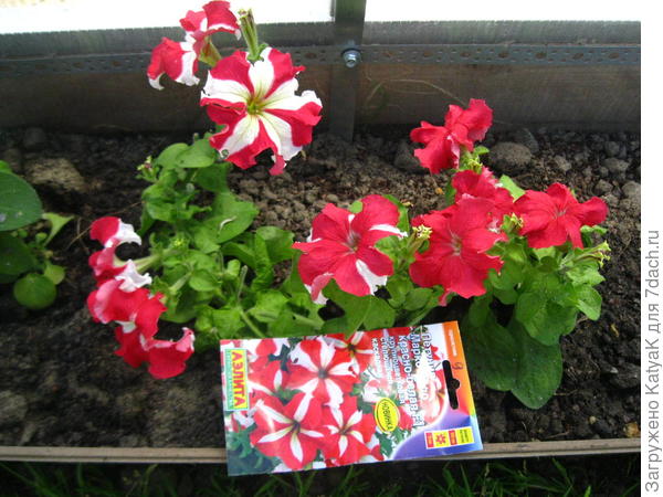 Марко поло красно белая, на фото 1 кустик, на одном растении цветки разной окраски и полосатые и просто красные