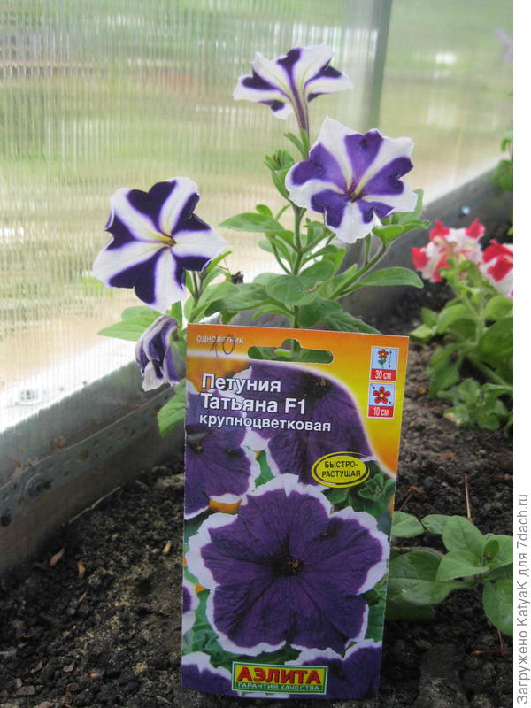 Такая разная Татьяна