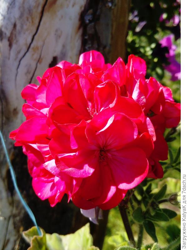 Победителям цветы!