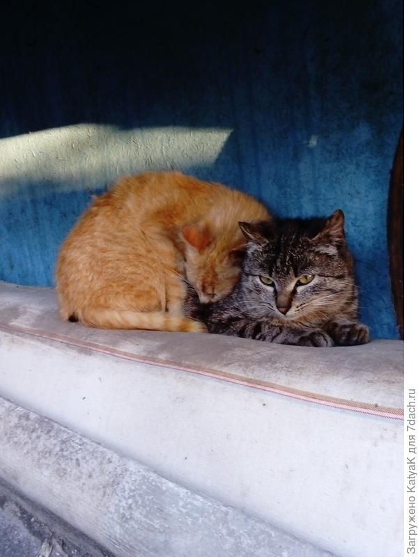 Барсик и Алекс