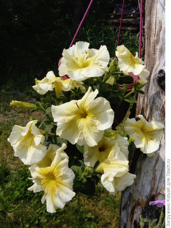 букет петуний