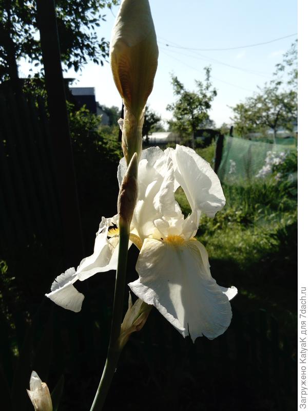 утренний ирис!