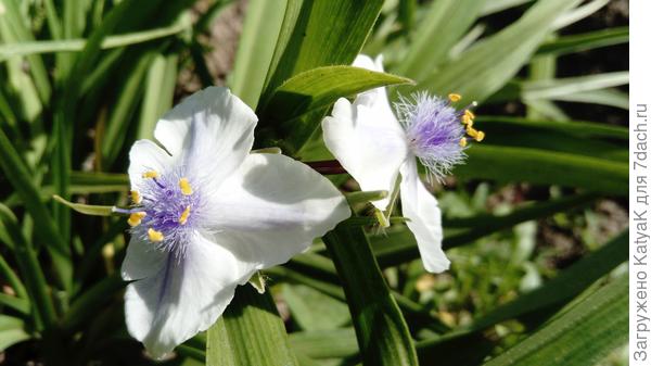 традесканция