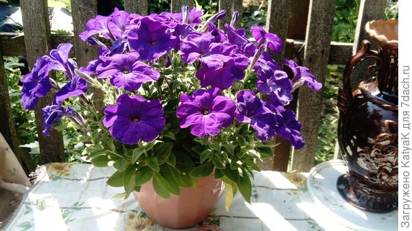 букет петуний