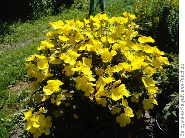 не одуванчики, но желтенькие