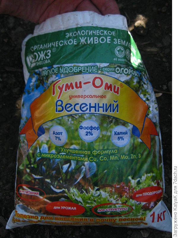 синеглазка