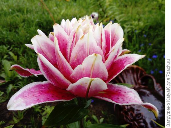 Лилия Мэйджик стар