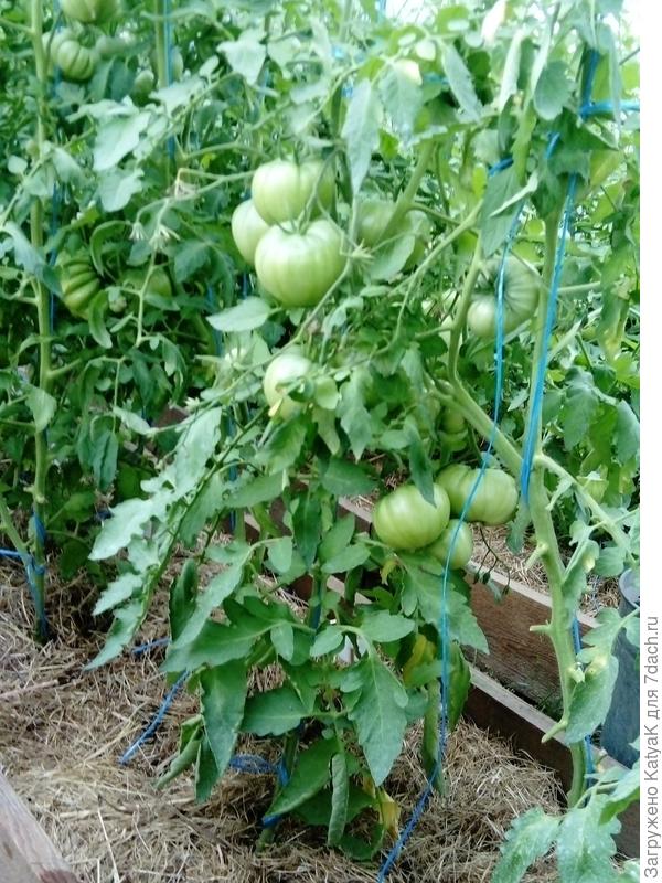 Когда нужно удалять нижние листья у томатов в теплице? - ответы экспертов  7dach.ru