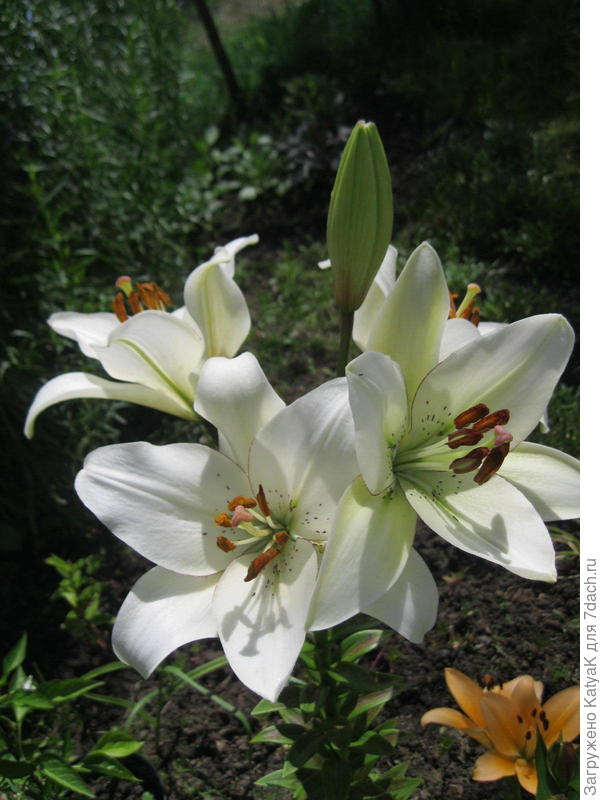 лилии