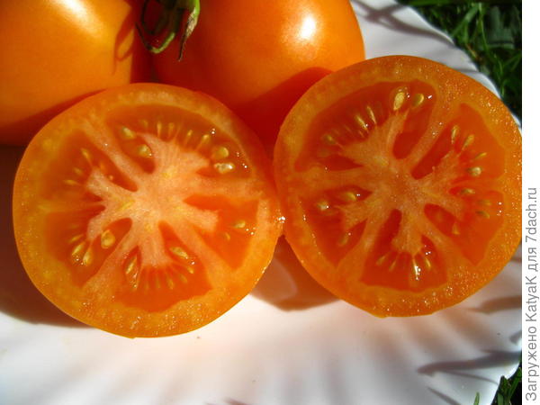 лисенок