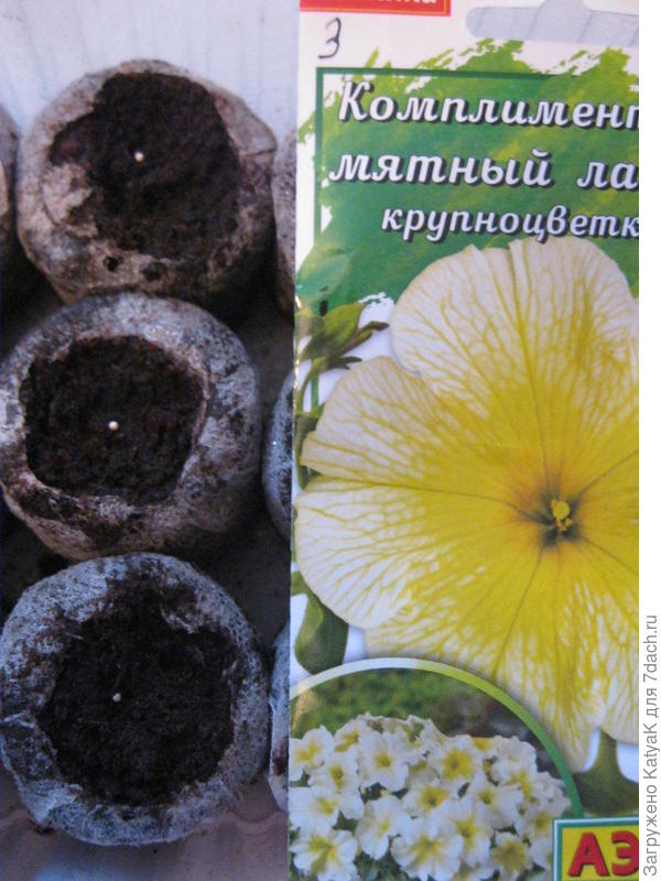 Комплиментуния мятный лайм