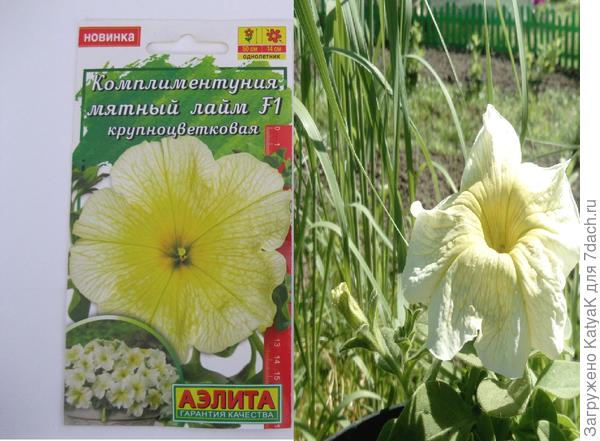 комл мл