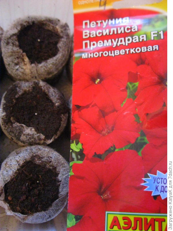 василиса премудрая