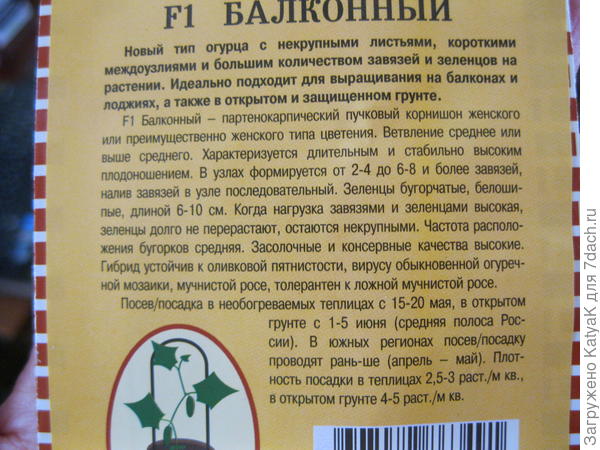 Огурцы для балкона и подоконника сорта самоопыляемые