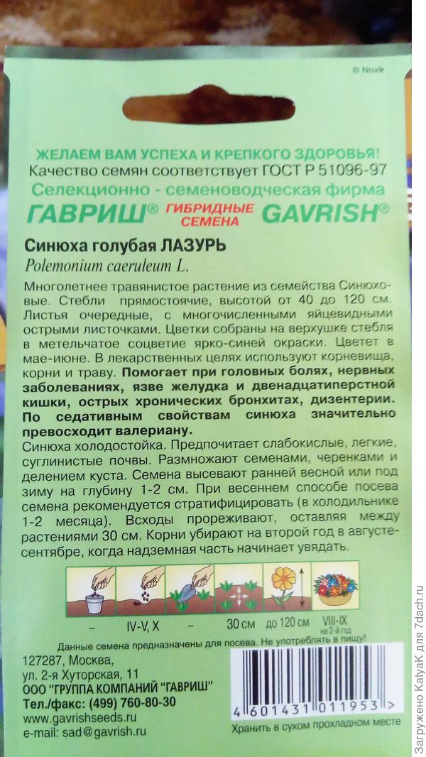 синюха