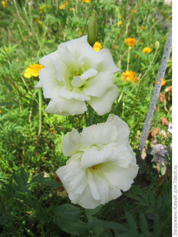 Эустома от Гавриш