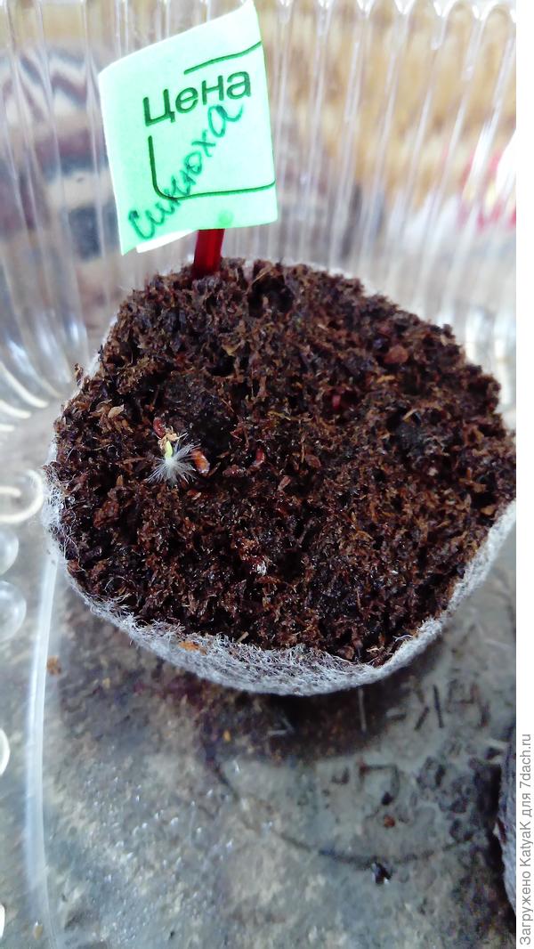 Синюха всходит