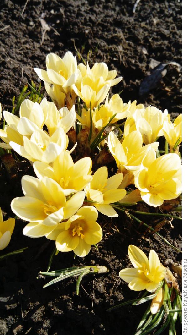 крокусы