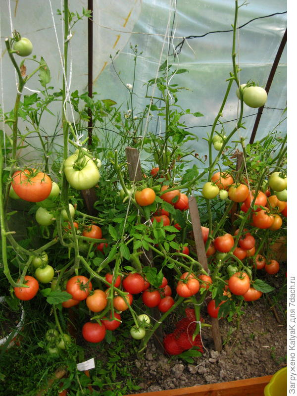 малиновое чудо