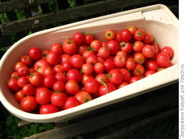 малиновое чудо