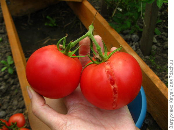 малиновое чудо