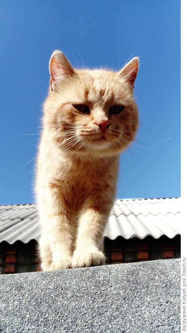 солнечный привет от орловских котов