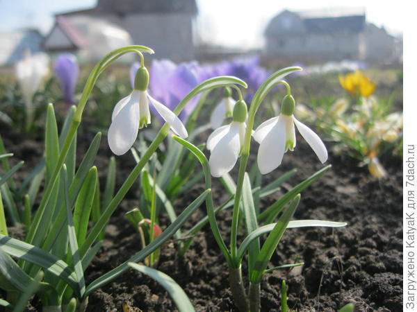 весенняя красота