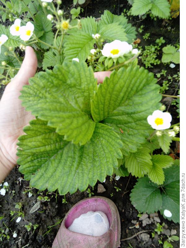 Узнать сорт растения по фото в интернете