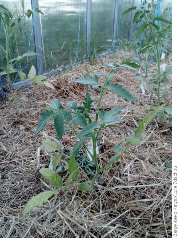 Малиновое чудо