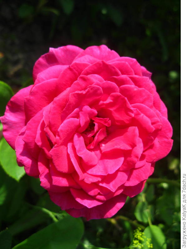 роза Биг пёрпл