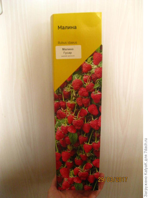 малина гусар