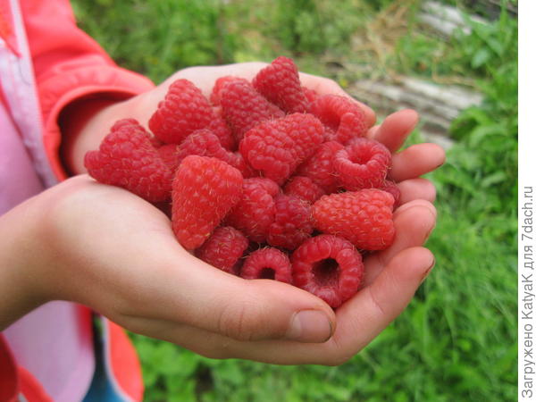 малинка для Иринки