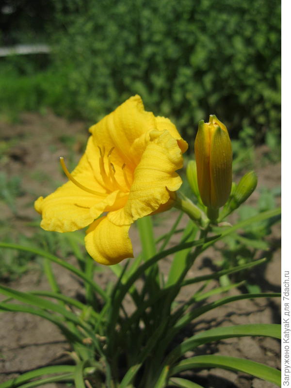 мини лилейник