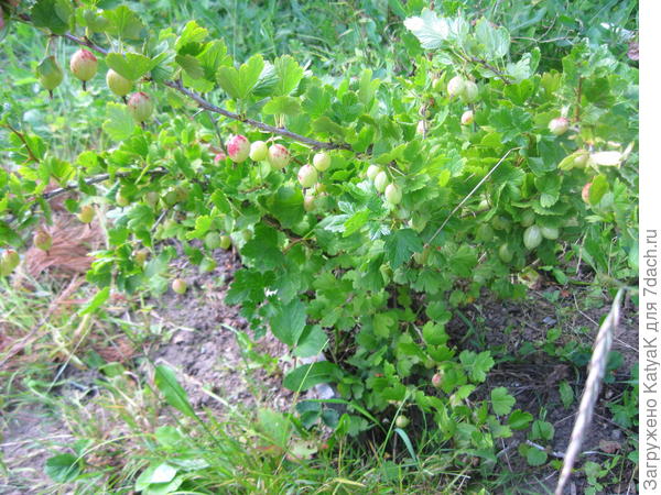 Крыжовник