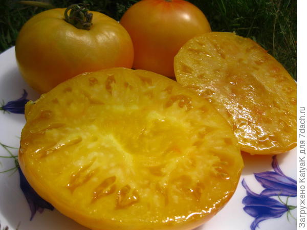 томат заря